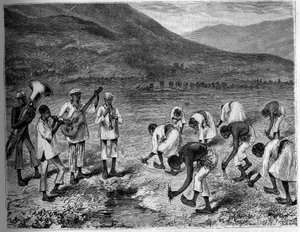 Reispflanzung auf den Philippinen. Gravur in „The Youth Journal“