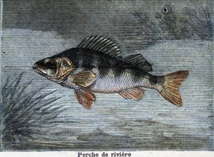 Flussbarsch. Gravur von 1897 von Unknown artist