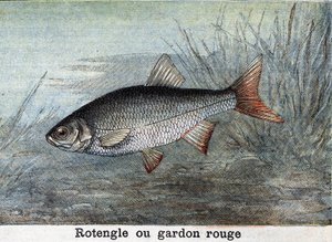 Rotengle oder Rotfeder Gravur von 1898 von Unknown artist