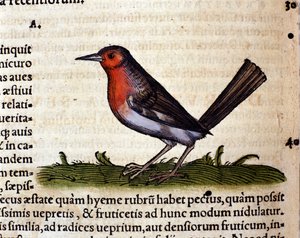 Rot nach der Historia Animalium von Conrad Gesner, Tiguri 1560. Biblioteca nazionale Braidense. Mailand