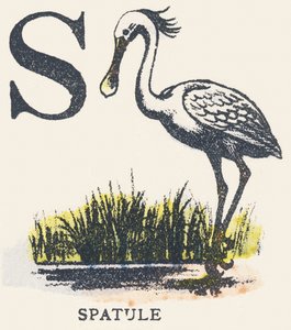 S: Spatel