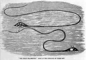 Seeschlange, gesehen 1850 am Eingang der Tafelbucht in Südafrika. Die Form des Kopfes und des langen Schwanzes des Tieres deutet darauf hin, dass es sich um die beiden Tentakel eines Riesenkalmars handelt. Gravur aus der Zeit