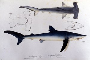 Haie: Hammerhai und Blauhai von Unknown artist