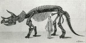 Skelett eines Triceratops prorsus von Unknown artist