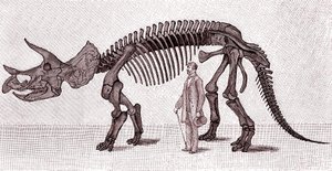 Skelett eines Triceratops prorsus von Unknown artist