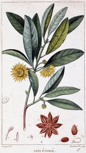 Sternanis - Botanische Tafel von Unknown artist