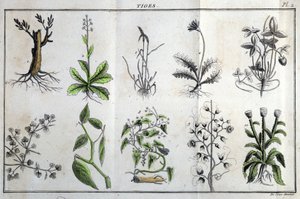 Stängel: in „Flora Françoise, oder eine kurze Beschreibung aller Pflanzen, die natürlich in Frankreich wachsen, geordnet nach einer neuen Analysemethode, mit Angabe ihrer weniger zweideutigen Tugenden in der Medizin und ihrer Nützlichkeit in den Künsten“ v von Unknown artist