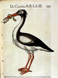 Storch nach der Historia Animalium von Conrad Gesner, Tiguri 1560. Biblioteca nazionale Braidense. Mailand