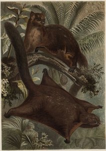 Taguan (Flughörnchen) - Gravur aus „Brehms Tierleben“ von Alfred Edmund Brehm von Unknown artist