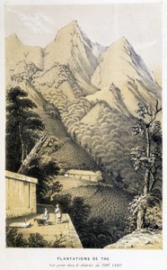 Teeplantage in China: Ansicht aus dem Grüntee-Distrikt, Fortunes Reise nach China - Gravur, n.d. von Unknown artist