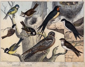 Die 5 Vögel links - a: Schwalbe (Parus major), b: Blaumeise (Parus caeruleus), c: Tannenmeise (Parus ater), d: Haubenmeise (Lophophanes cristatus), e: Sumpfmeise (Parus palustris) Die 4 Vögel rechts - a: Rauchschwalbe (Hirundo rustica), b: Schwalbe von Unknown artist