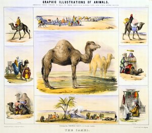 Das Kamel: verwendet für Transport: Milch: Fleisch: Stoff. Handkolorierte Lithographie von Waterhouse Hawkins, Schöpfer der prähistorischen Tiere für die Crystal Palace Ausstellung von 1851. Aus Graphic Illustrations of Animals and Their Utility to Man von Unknown artist