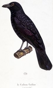Die Krähe Corbine - Naturgeschichtstafel von Unknown artist