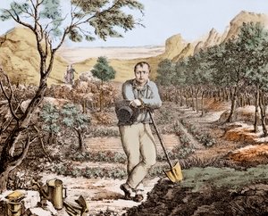 Der Gärtner von St. Helena - Napoleon im Exil auf St. Helena, Gravur von Unknown artist