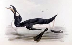 Der Riesenpinguin (Alca Impennis) - in „The birds of Europe“ von John Gould, London