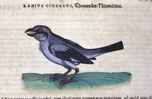 Der Neuntöter in Historia Animalium von Conrad Gesner (1516 - 1565), Tiguri