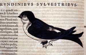 Der Mauersegler in Historia Animalium von Conrad Gesner (1516 - 1565), Tiguri von Unknown artist