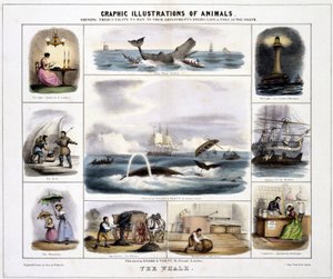 Der Wal, um 1845
