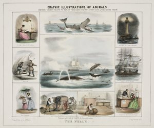 Der Wal, um 1845 von Unknown artist