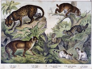 Die Katzen: Leopard, Puma, Luchs (oben links), Wildkatze (rechts, Mitte), Hauskatze - in „Naturgeschichten der Säugetiere“, ed. Schreiber