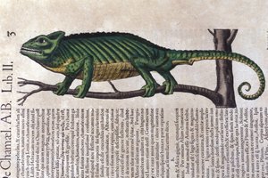 Das Chamäleon nach Historiae animalium von Konrad Gesner, Tiguri