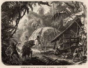 Die Sammlung von Matte an den Ufern des Parana, die Infusion dieses aromatischen Blattes ist das übliche Getränk in Südamerika, Zeichnung von Fuchs zur Illustration der Reise nach Paraguay von 1844 bis 1847 von Dr. Alfred Demersay. Gravur in 