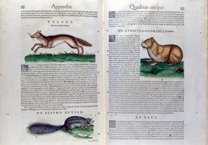 Die Doppelseite der Nagetiere in Historia Animalium von Conrad Gesner (1516 - 1565), Tiguri von Unknown artist
