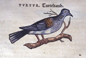 Die Taube - aus Historiae animalium von Konrad Gesner, Tiguri