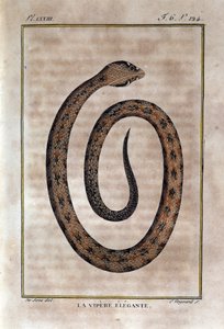 Die elegante Viper. Tafel aus einem Werk der Naturgeschichte „Œuvres de Buffon“ von Naturforscher Georges Louis Leclerc, Graf von Buffon (1707 - 1788). 19. Jahrhundert von Unknown artist