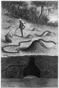 Der gigantische Regenwurm aus Australien: „Megascolides australis“. Gravur in „La Nature: revue des sciences et de leurs applications aux arts et a l