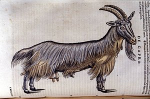 Die Ziege nach Historiae animalium von Konrad Gesner