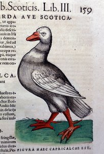 Die Gans nach Historiae animalium von Konrad Gesner, Tiguri