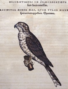 Der Falke nach der Historia Animalium von Conrad Gesner, Tiguri 1560. Biblioteca nazionale Braidense, Mailand