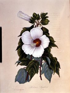 Der Hibiskus. Botanische Tafel. von Unknown artist