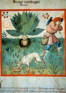 Die Alraune