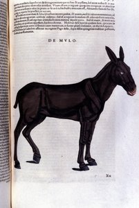 Der Meeräsche nach Historiae animalium von Konrad Gesner, Tiguri von Unknown artist