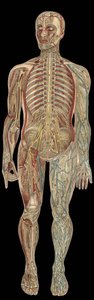 Das Nervensystem. Tafel in „Die neue natürliche Heilung“ von F.E. Bilz. 1898. von Unknown artist