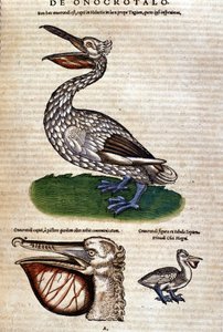 Der Pelikan aus „Historiae animalium“ von Konrad Gesner, Tiguri