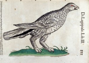 Das Schneehuhn in Historia Animalium von Conrad Gesner (1516 - 1565), Tiguri von Unknown artist