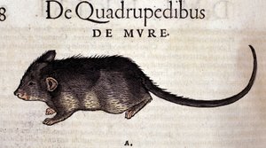 Die Ratte nach der Historia Animalium von Conrad Gesner, Tiguri 1560. Biblioteca Nazionale Braidense. Mailand von Unknown artist