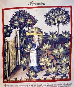 Die Ernte von Spinat. Illustration aus dem Tacuinum sanitatis