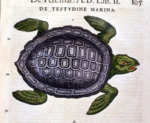 Die Meeresschildkröte, nach der Historia Animalium von Conrad Gesner, Tiguri 1560