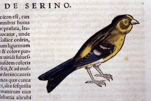 Der Serin nach Historiae animalium von Konrad Gesner, Tiguri