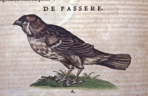 Der Spatz in Historia Animalium von Conrad Gesner (1516 - 1565), Tiguri