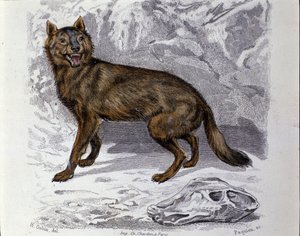 Der Wolf. Tafel aus einem Naturgeschichtswerk „Werke von Buffon“ von dem Naturforscher Georges Louis Leclerc, Graf von Buffon (1707-1788). 19. Jahrhundert von Unknown artist
