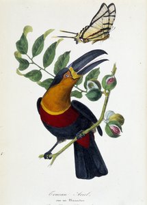 Tukan Ariel auf einem Muskatnussbaum und Schmetterling Protesilas - in „Der Garten der Pflanzen: vollständige historische und malerische Beschreibung des Naturkundemuseums“ von Lamaout, Paris 1843