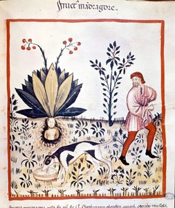 Medizinisches Traktat „Tacuinum sanitatis“ 14. Jahrhundert. Mandragora sammeln. Bibiloteca Nazionale Braidense. Mailand