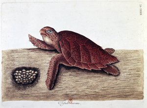 Schildkröte und ihre Eier - Naturgeschichtstafel, B.N. von Unknown artist