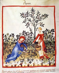 Zwei Frauen pflücken Petersilie. Illustration aus dem Tacuinum sanitatis