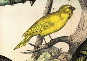 Ein Kanarienvogel - in „Histoire naturelle des oiseaux“, ed. Hoeopli, Mailand